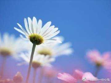 生肖分析“地水火風四大皆空超然物外最輕松”是什么生肖打個生肖